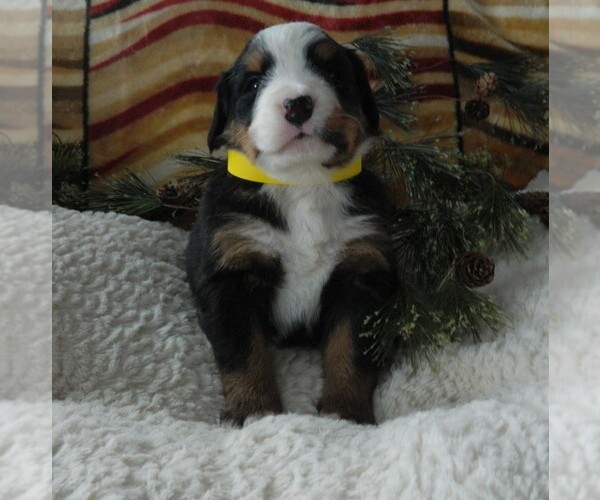 Medium Photo #2 Bernese Mountain Dog Puppy For Sale in CLARE, MI, USA