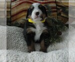 Small Photo #3 Bernese Mountain Dog Puppy For Sale in CLARE, MI, USA