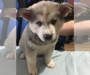 Huskimo Puppy for sale in AURORA, CO, USA