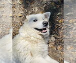Small #7 Great Pyrenees