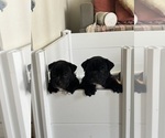 Small Photo #10 Bulldog Puppy For Sale in OXNARD, CA, USA