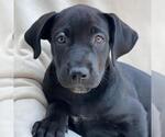 Small Mutt