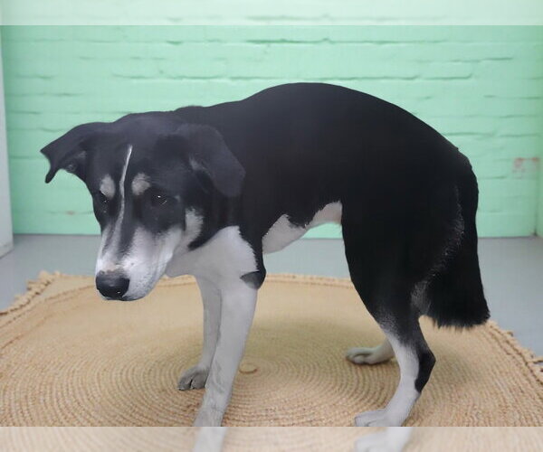 Medium Photo #1 Siberian Husky-Unknown Mix Puppy For Sale in Pasadena, CA, USA