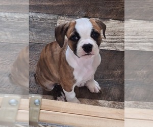 Old Boston Bulldogge Puppy for sale in MARION, OH, USA
