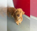 Small Poodle (Standard) Mix