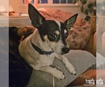 Small #6 Chihuahua Mix