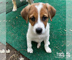 Small #7 Labrador Retriever Mix