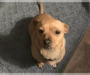 Chihuahua Dogs for adoption in San Antonio, TX, USA