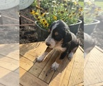 Small Photo #23 Bernedoodle-Bluetick Coonhound Mix Puppy For Sale in RINGTOWN, PA, USA