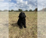 Small Photo #7 Labradoodle Puppy For Sale in HARRAH, OK, USA