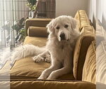 Small #9 Great Pyrenees