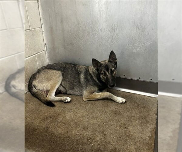 Medium Photo #1 German Shepherd Dog Puppy For Sale in San Bernardino, CA, USA