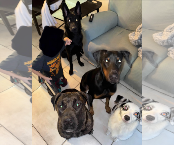 Medium Photo #3 Mutt Puppy For Sale in Kankakee, IL, USA