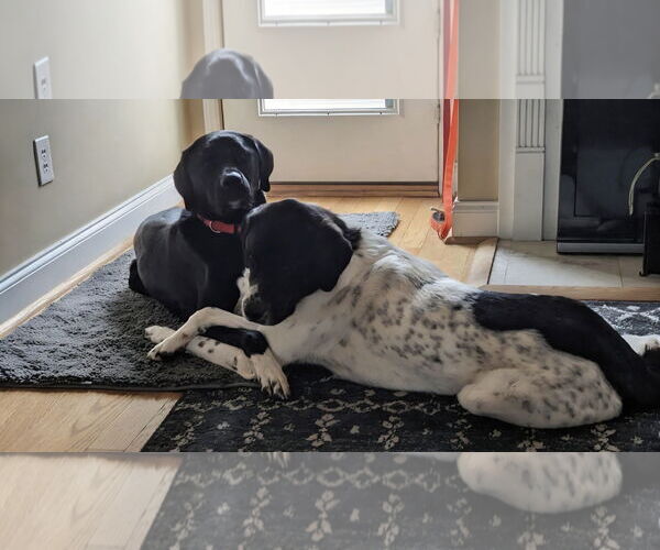 Medium Photo #2 Labrenees Puppy For Sale in Thomasville, NC, USA