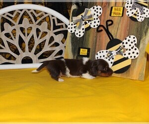 Dachshund Puppy for sale in CHANUTE, KS, USA