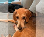 Small #4 Beagle Mix