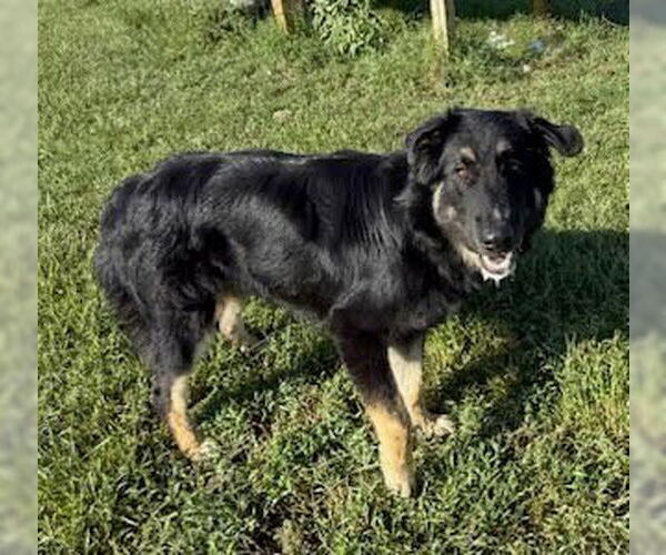 Medium Photo #3 Australian Shepherd-Unknown Mix Puppy For Sale in Winter Park, CO, USA