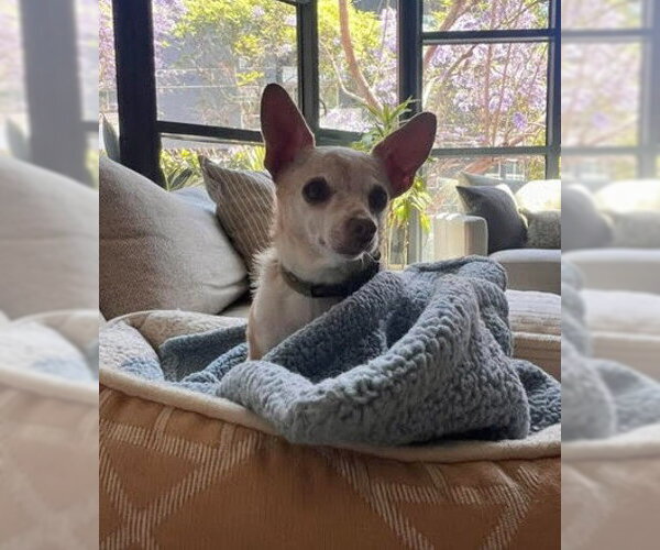 Medium Photo #1 Chihuahua-Unknown Mix Puppy For Sale in San Diego, CA, USA