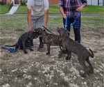 Puppy 4 Cane Corso-Mastiff Mix
