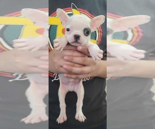 Medium Photo #1 French Bulldog Puppy For Sale in BONNEY LAKE, WA, USA