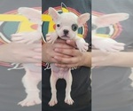 Small Photo #1 French Bulldog Puppy For Sale in BONNEY LAKE, WA, USA