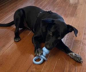 Australian Cattle Dog-Labrador Retriever Mix Dogs for adoption in WOODBRIDGE, VA, USA