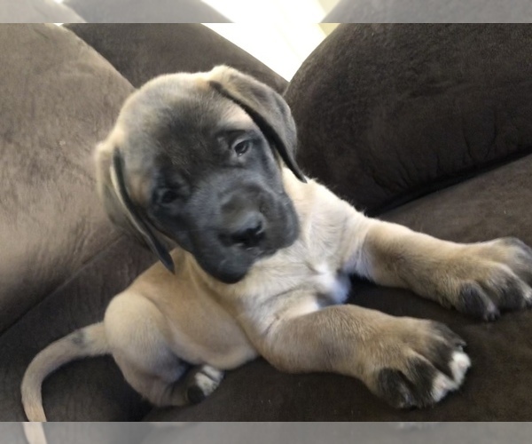 Medium Photo #2 Mastiff Puppy For Sale in CHILLICOTHE, OH, USA