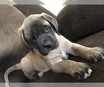 Small Photo #2 Mastiff Puppy For Sale in CHILLICOTHE, OH, USA