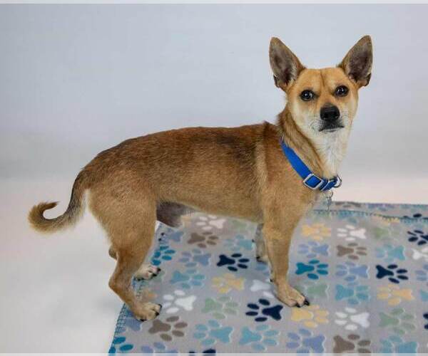 Medium Photo #5 Chihuahua-Unknown Mix Puppy For Sale in Kennesaw, GA, USA