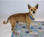 Small #4 Chihuahua Mix
