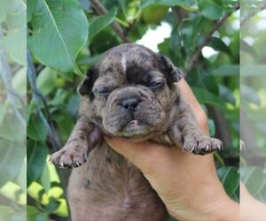 French Bulldog Puppy for sale in GOLDEN ISLES, FL, USA