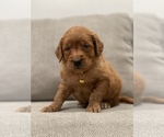 Small Photo #3 Goldendoodle Puppy For Sale in VALLEJO, CA, USA