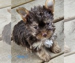 Small #4 Yorkshire Terrier