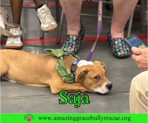 Bulldog-Unknown Mix Dogs for adoption in Milton, FL, USA