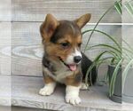 Small #1 Pembroke Welsh Corgi