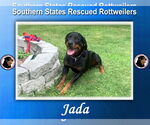Small #1 Rottweiler Mix