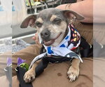 Small #3 Chihuahua