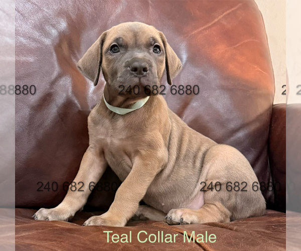Medium Photo #12 Cane Corso Puppy For Sale in LA PLATA, MD, USA