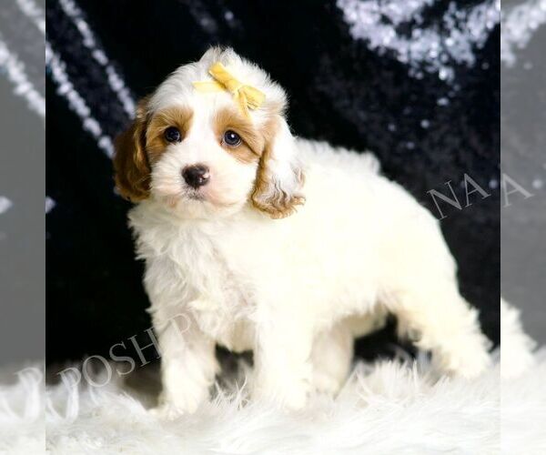 Medium Photo #1 Cavapoo Puppy For Sale in WARSAW, IN, USA