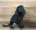 Small Photo #21 Labradoodle Puppy For Sale in ROBERTA, GA, USA