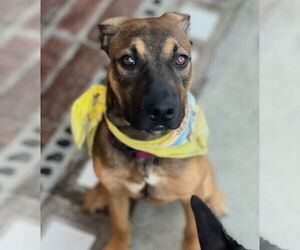 Duke - Male Beagle-Unknown Mix Dog for Adoption - Photo #2