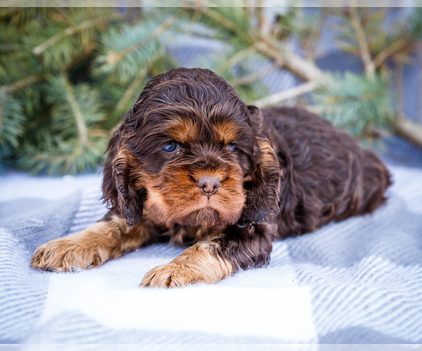 Medium Photo #5 Cocker Spaniel Puppy For Sale in WAKARUSA, IN, USA