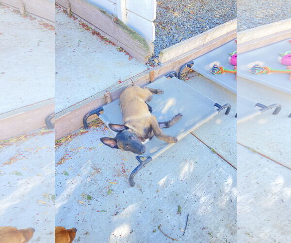 Medium Photo #8 Mutt Puppy For Sale in San Diego, CA, USA