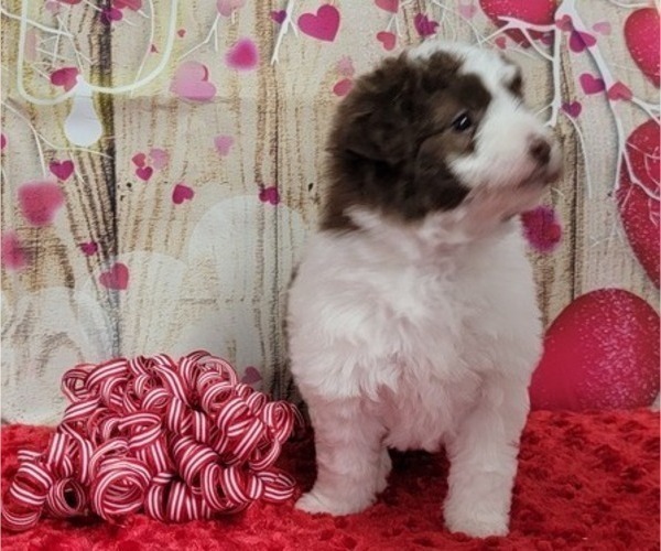 Medium Photo #3 Bordoodle Puppy For Sale in BLAKESBURG, IA, USA