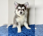 Puppy 4 Pomsky