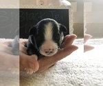 Small Photo #7 Miniature Australian Shepherd Puppy For Sale in VACAVILLE, CA, USA