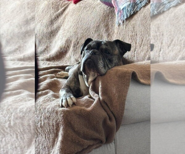 Medium Photo #4 Bulldog Puppy For Sale in Brights Grove, Ontario, Canada