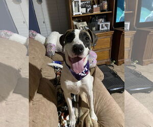 LAUREL - Female Treeing Walker Coonhound Dog for Adoption - Photo #6