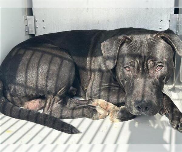 Medium Photo #1 Mutt Puppy For Sale in Houston, TX, USA