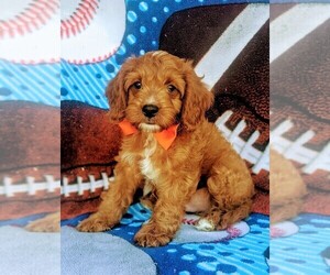 Cavapoo Puppy for sale in NOTTINGHAM, PA, USA